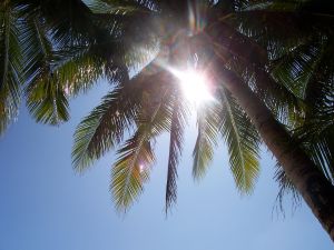 880748_coconut_tree_leaves.jpg