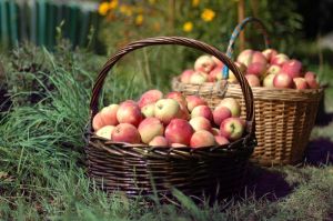 881912_apples_basket.jpg